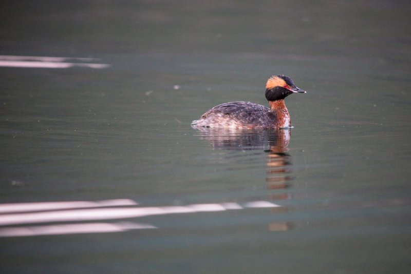 Horned Grebe on a Lake