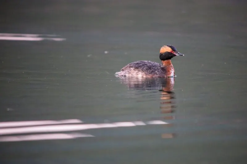 31 Most Endangered Species in Canada 28 Horned Grebe on a Lake