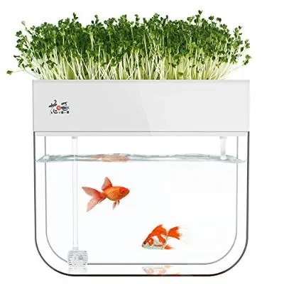 13 Best Aquaponics in a Greenhouse 5 Huamuyu Hydroponic Garden Aquaponics Tank