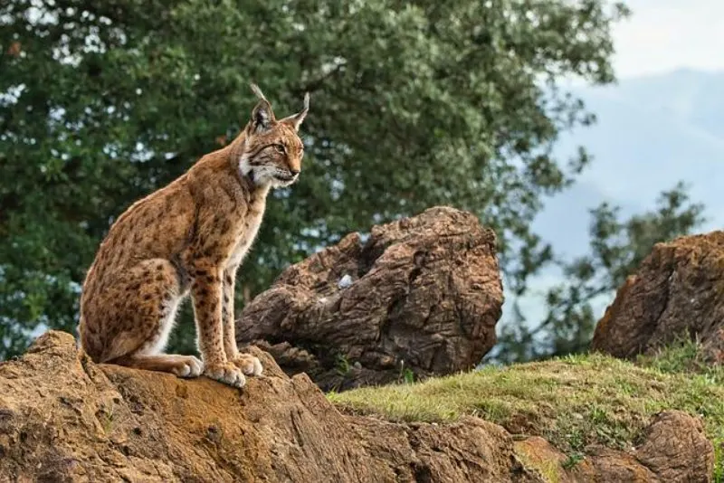 17 Most Endangered Animals of Europe 3 Adult Iberian Lynx