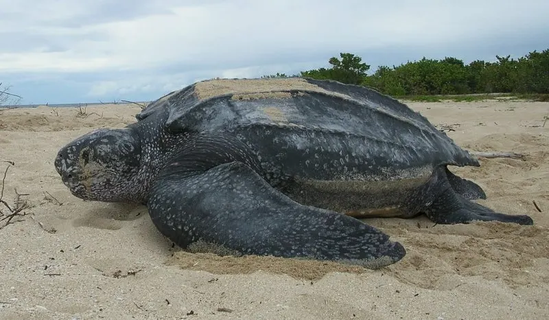 31 Most Endangered Species in Canada 18 Leatherback Sea Turtle on the Sand