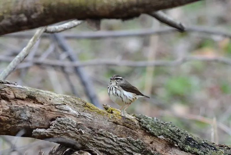 Louisiana Waterthrush on a Tree Branch