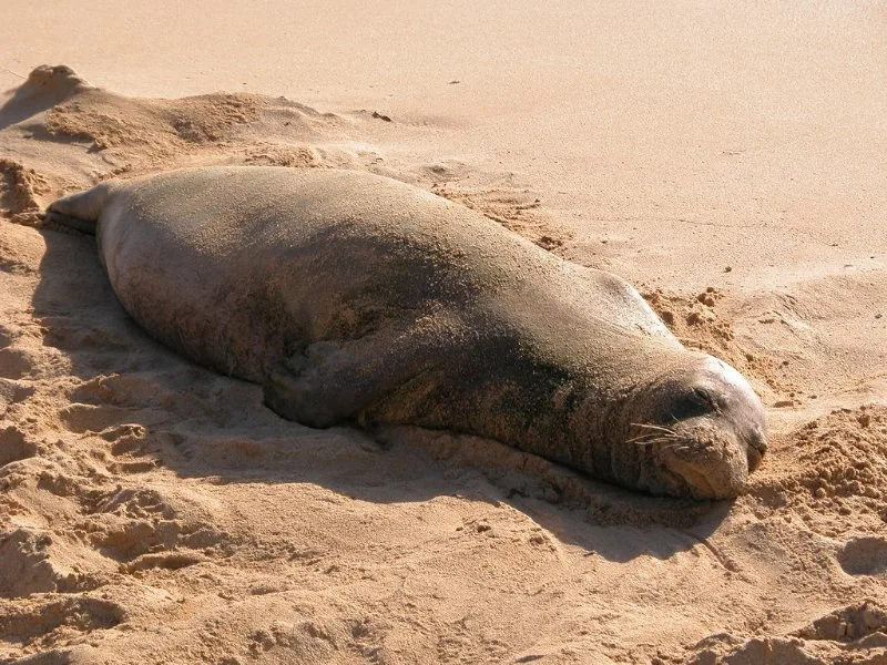 Sleeping Monk Seal