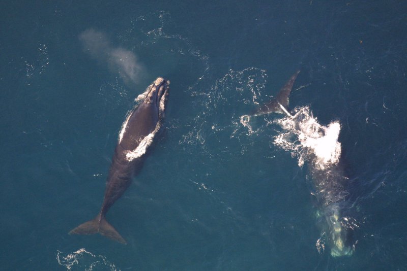 Pair of North Atlantic Right Whale