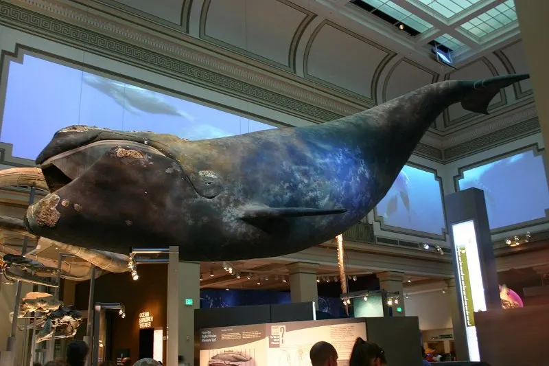 17 Most Endangered Animals of Europe 10 North Atlantic Right Whale Sculpture