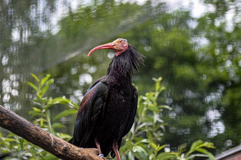 Northern Bald Ibis on a Tree