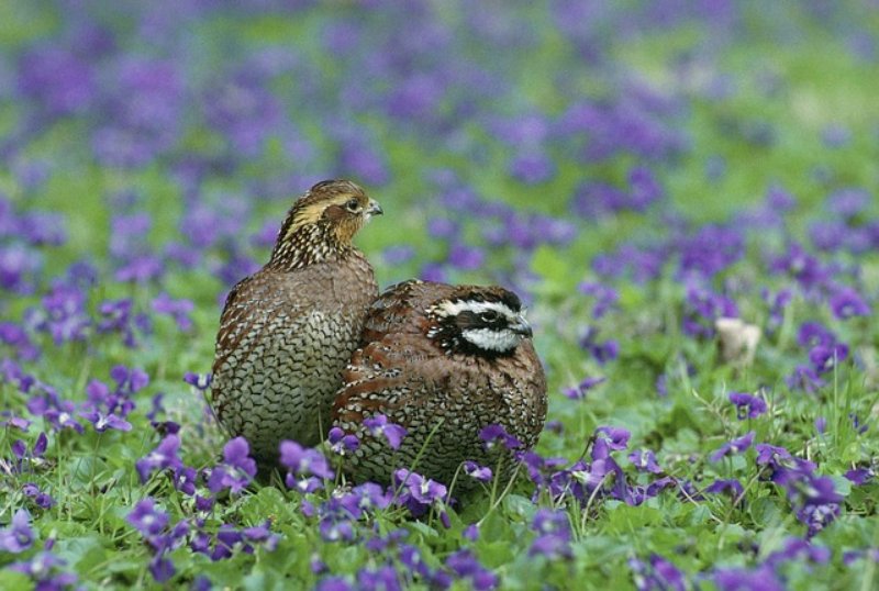 Pair of Northern Bobwhite