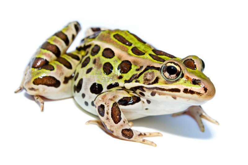 Spotted Northern Leopard Frog