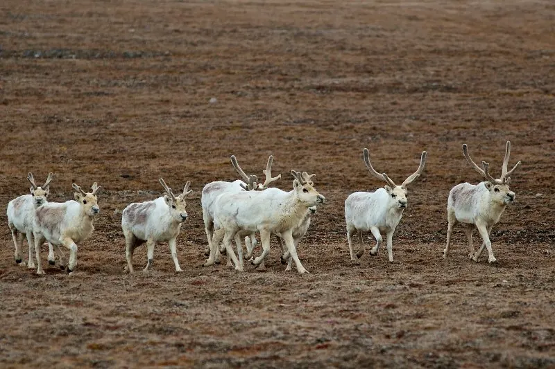 Herd of Peary Caribou