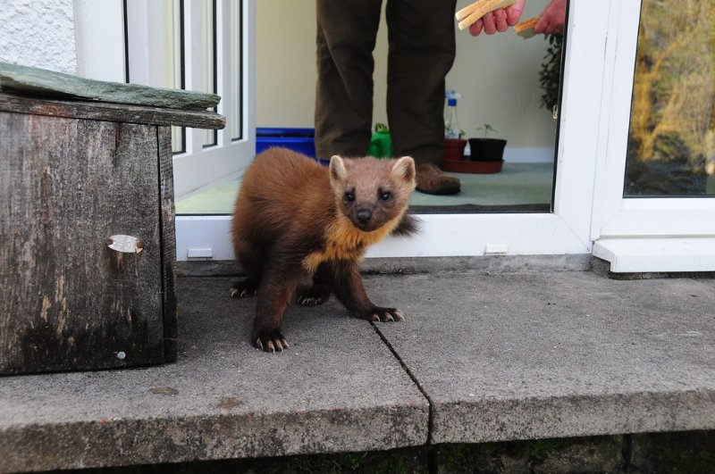 Pine Marten in Captivity