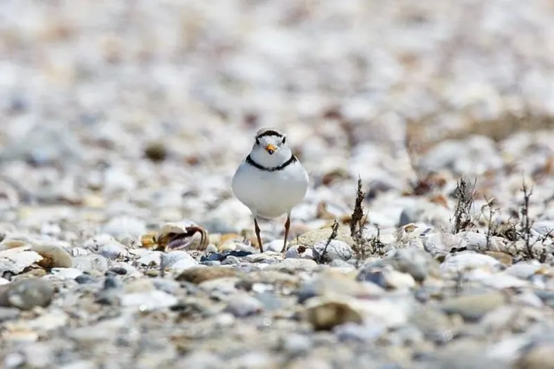 Lone Piping Plover