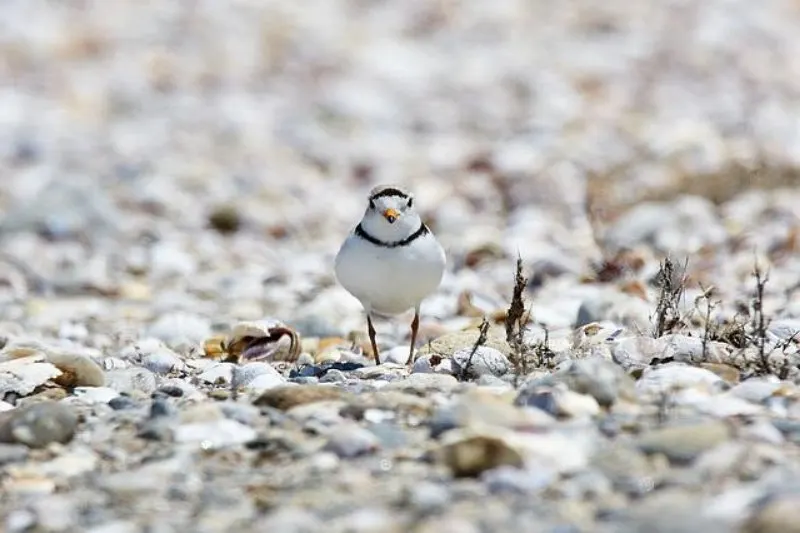 17 Most Endangered Birds Around the World 6 Lone Piping Plover