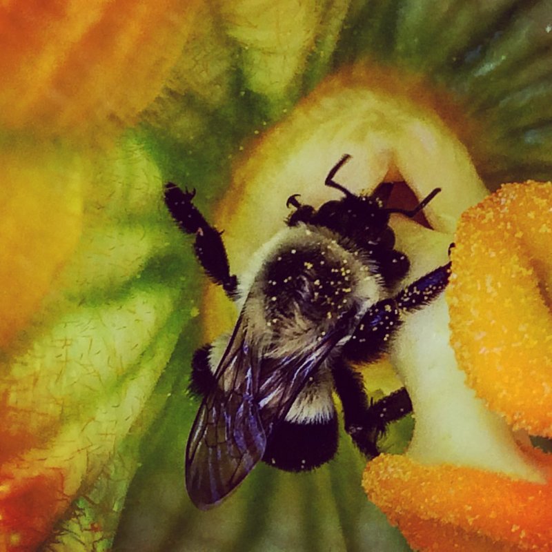 Rusty-patched Bumblebee on a Flower