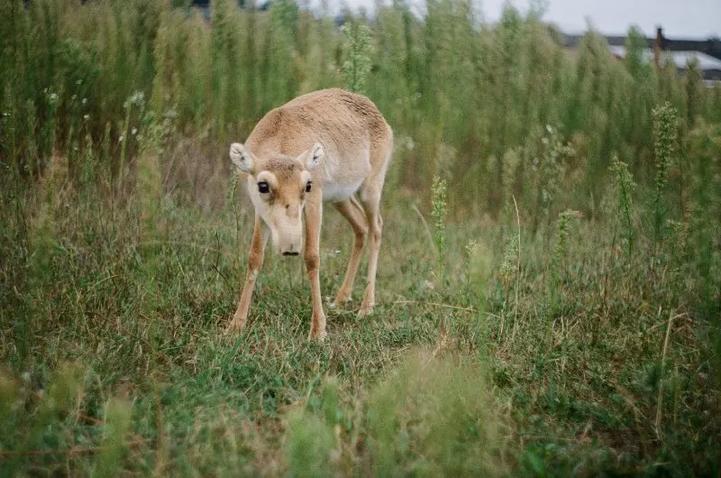 17 Most Endangered Animals of Europe 6 Small Saiga Antelope