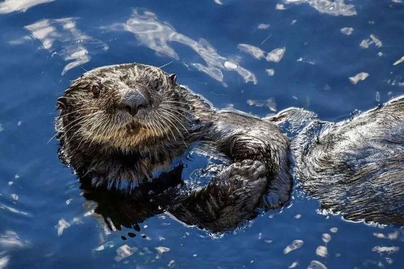 Lone Sea Otter