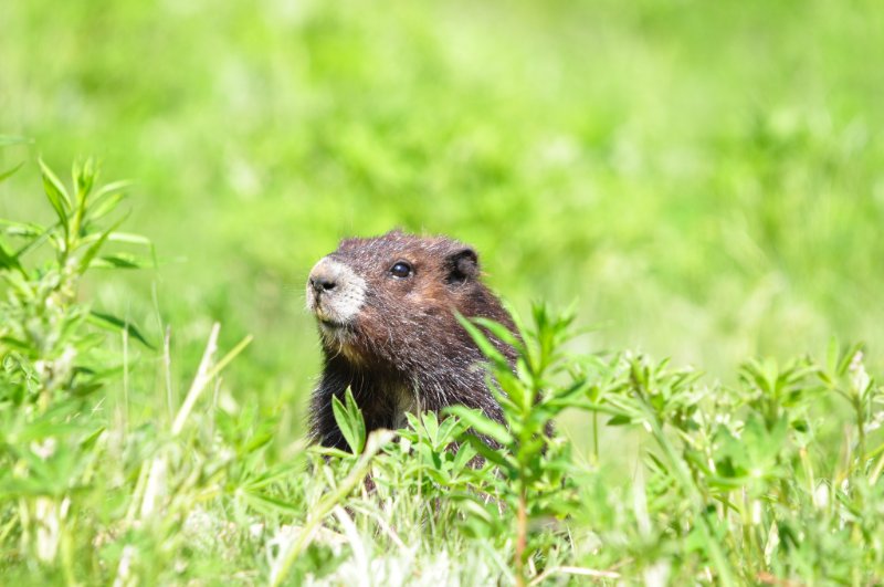 Vancouver Island Marmot in the Wild