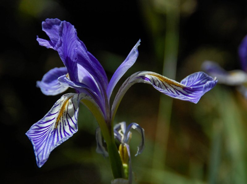 Flower of Western Blue Flag