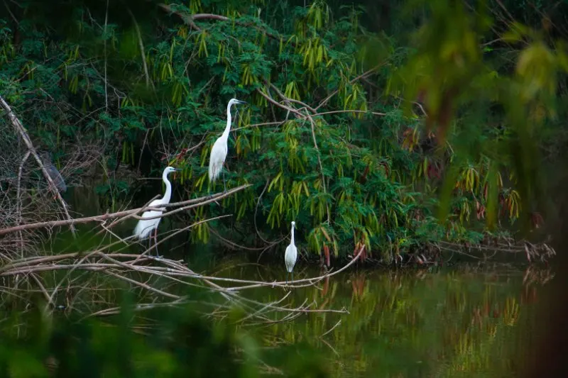 Group of Whooping Crane