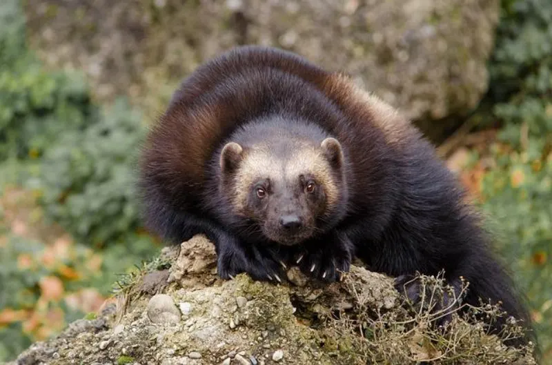 31 Most Endangered Species in Canada 30 Adult Wolverine