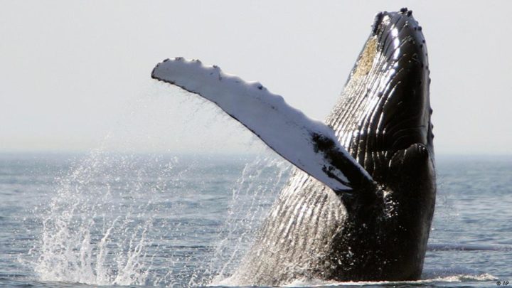 17 Encouraging Endangered Species Success Stories