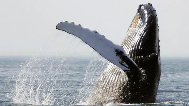 17 Encouraging Endangered Species Success Stories