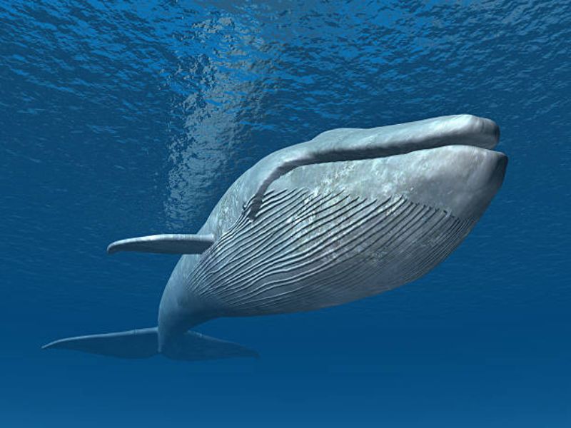 A Blue Whale