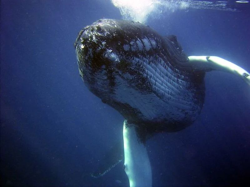 A Humpback Whale