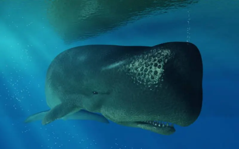 23 Fun, Interesting Facts About Whales 18 A Sperm Whale