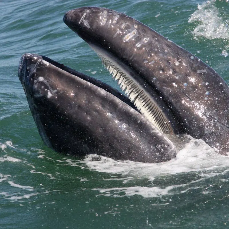 23 Fun, Interesting Facts About Whales 7 A Whale With Baleens