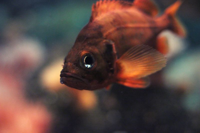 Acadian Redfish