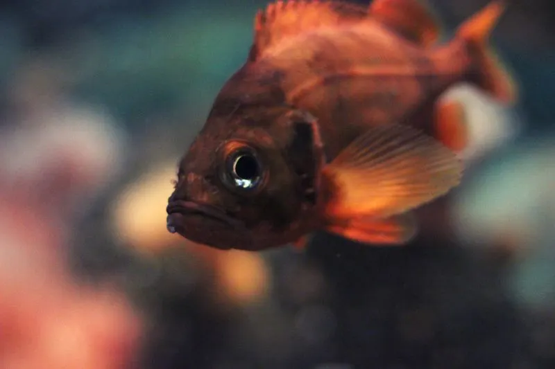 Is a Fish an Animal? Here's What You Need to Know 5 Acadian-Redfish
