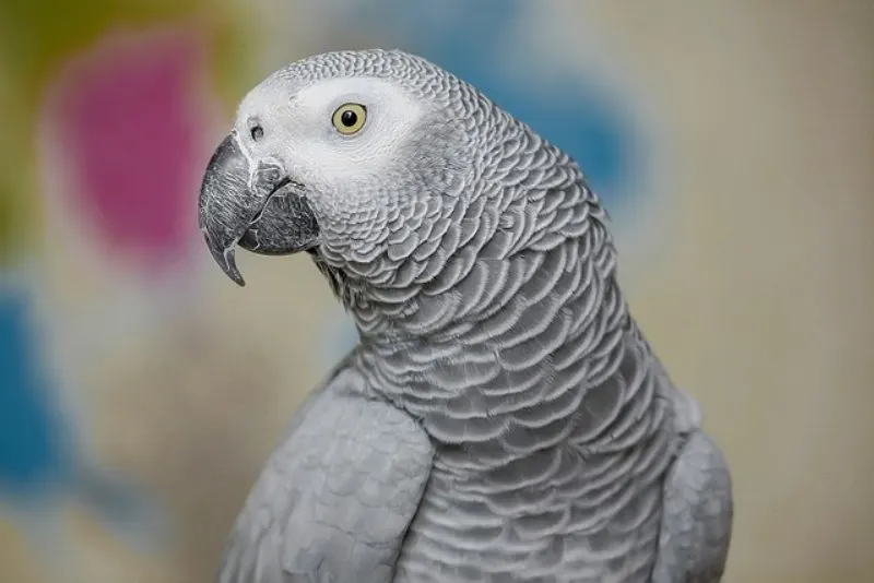 17 Most Endangered Birds Around the World 3 African Grey Parrot