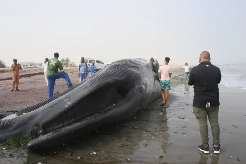 An Endangered Blue Whale