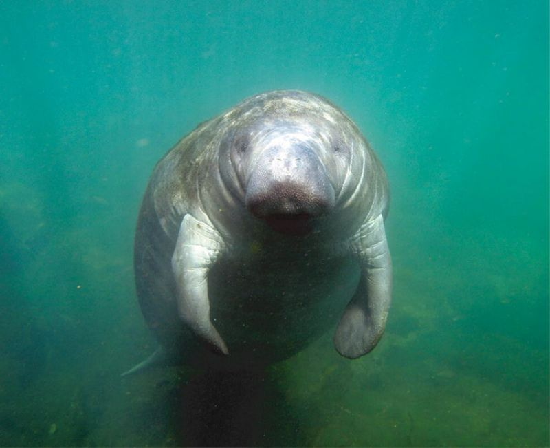 Antillean Manatee