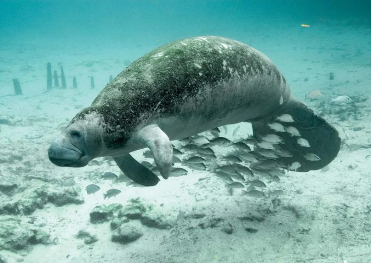 5 Different Types of Manatees to Know