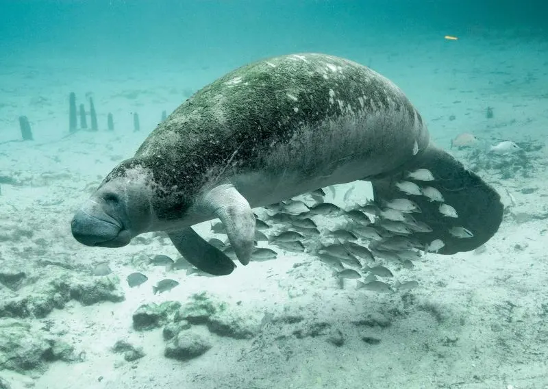 5 Different Types of Manatees to Know 10 Aquatic Life