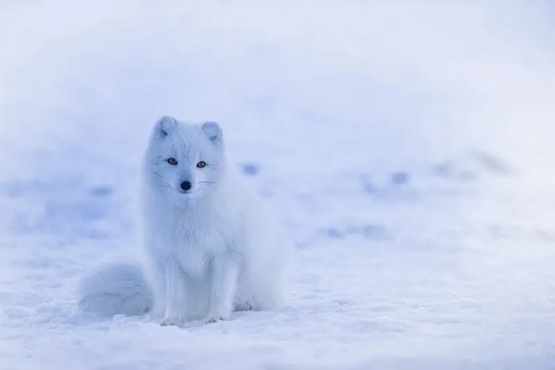 Small Arctic Fox