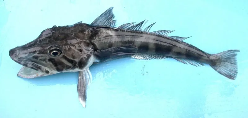 Ariake Dwarf Icefish