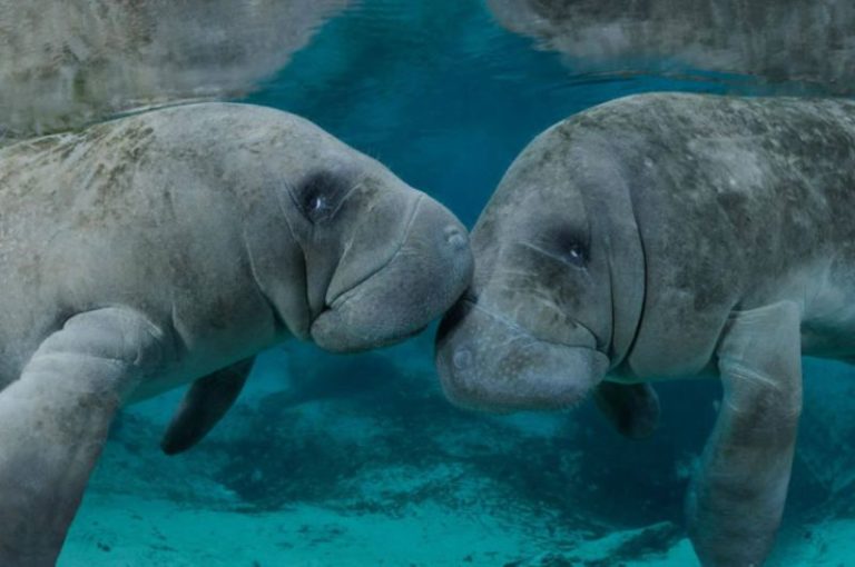 5 Different Types of Manatees to Know