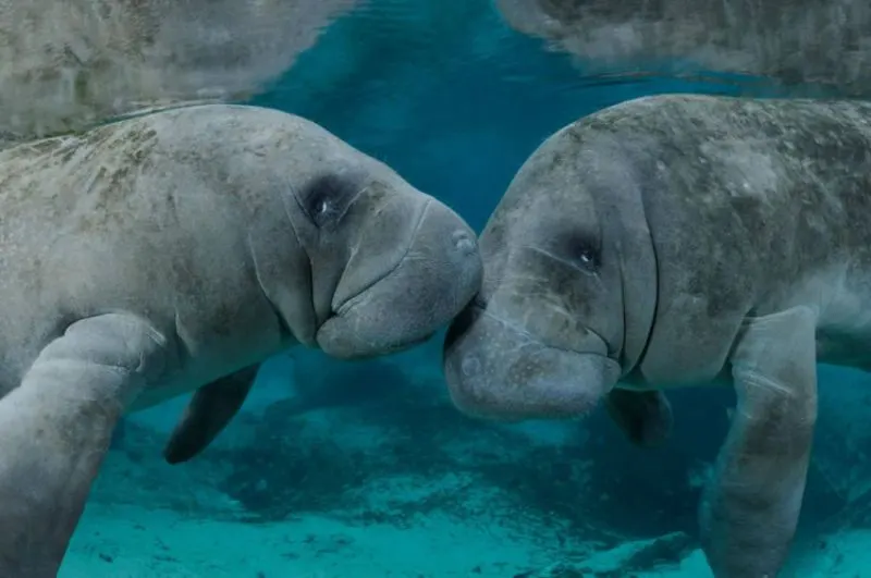 5 Different Types of Manatees to Know 11 Aspects of Parenting and Diet
