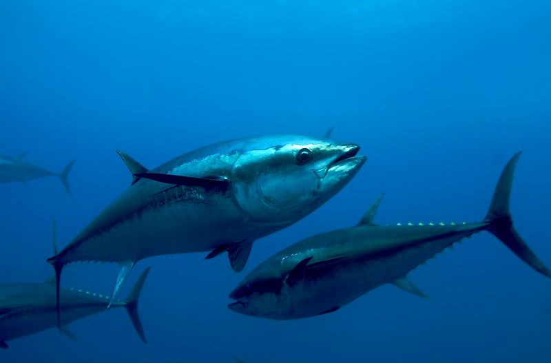 Atlantic Bluefin Tuna