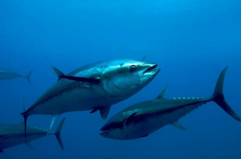 Atlantic Bluefin Tuna