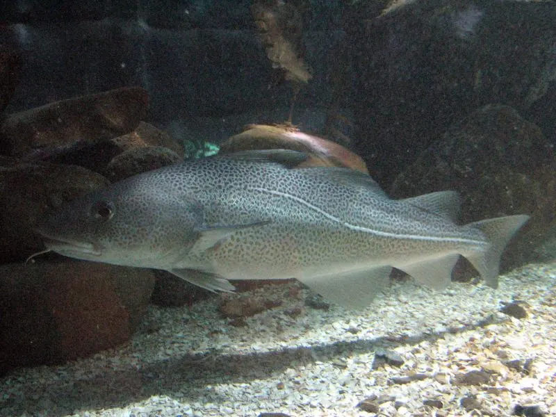 Are Fish Endangered? What You Need to Know 16 Atlantic Cod