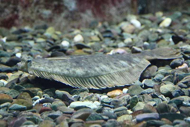 Are Fish Endangered? What You Need to Know 18 Atlantic Halibut