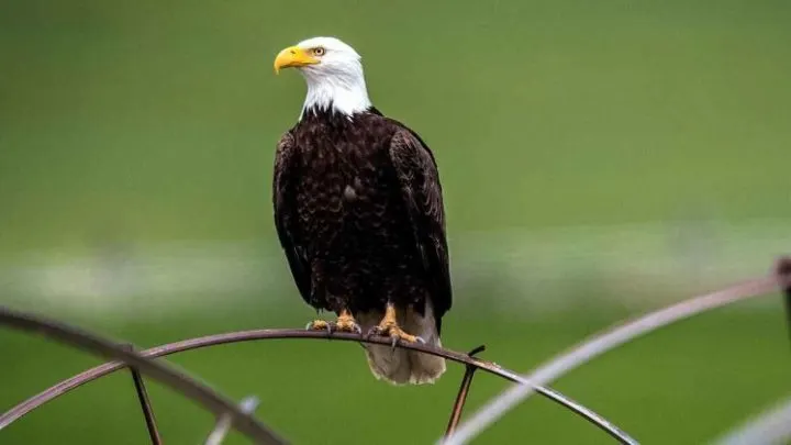 Bald-Eagles