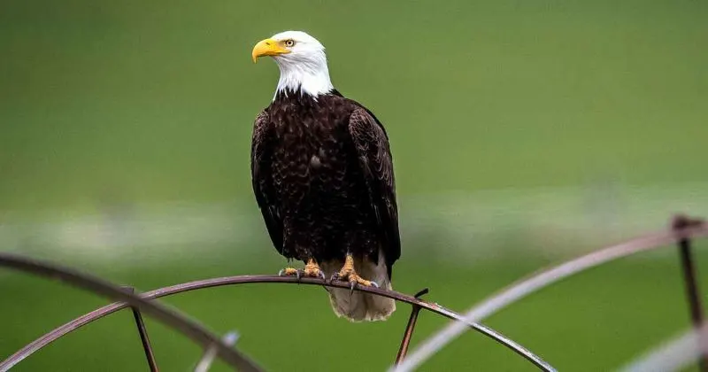 17 Encouraging Endangered Species Success Stories 4 Bald-Eagles