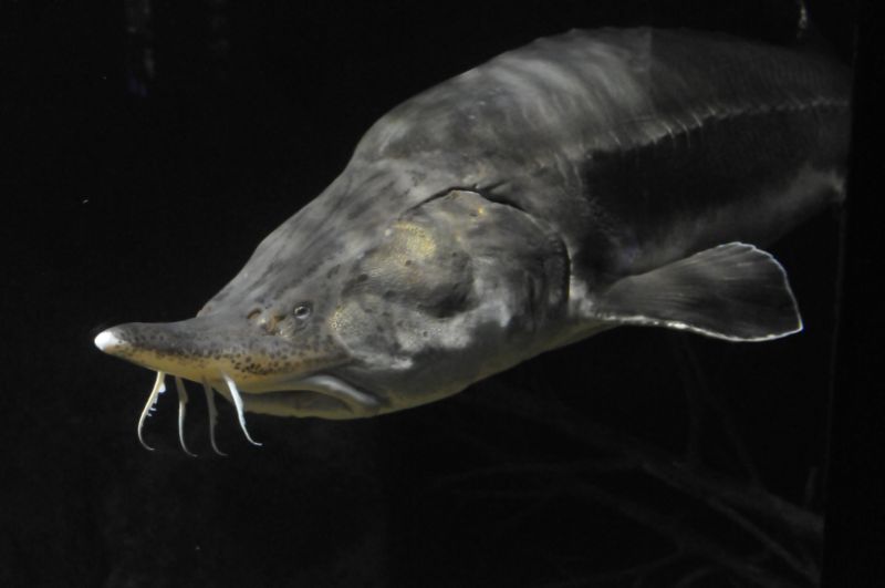 Beluga Sturgeon