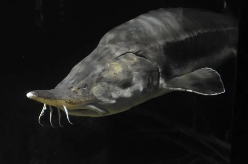 Are Fish Endangered? What You Need to Know 7 Beluga Sturgeon
