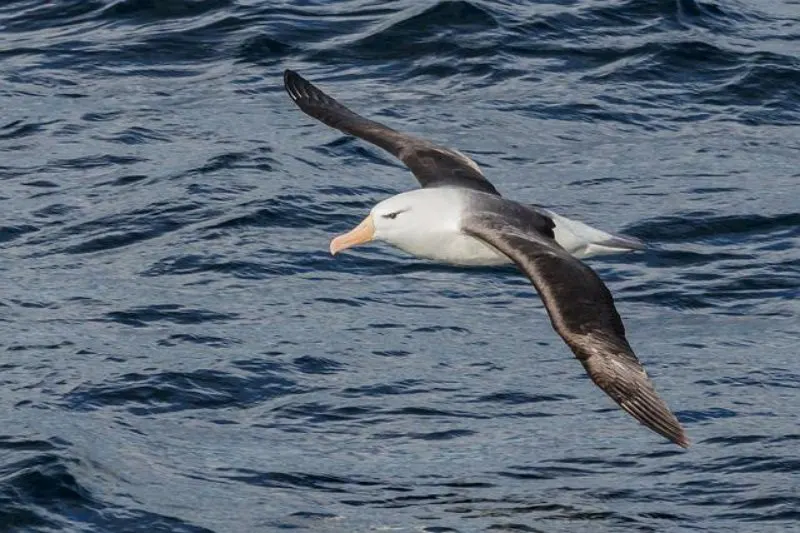 17 Most Endangered Birds Around the World 1 Flying Black-Browed Albatross
