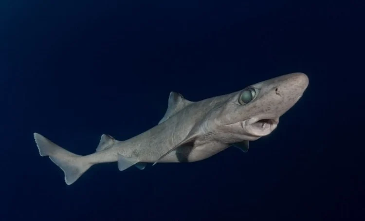 Blackfin Gulper Shark